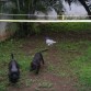 jugando con blackie nuestro otro perro